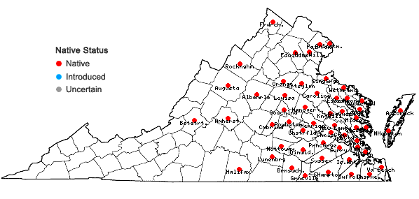 Locations ofPanicum verrucosum Muhl. in Virginia