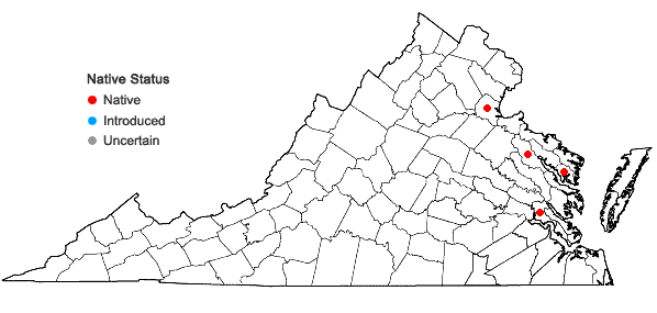 Locations ofPanicum virgatum L. var. spissum Linder in Virginia