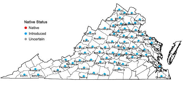Locations ofPapaver dubium L. in Virginia