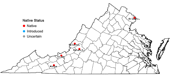 Locations ofParonychia virginica Spreng.  var. virginica in Virginia