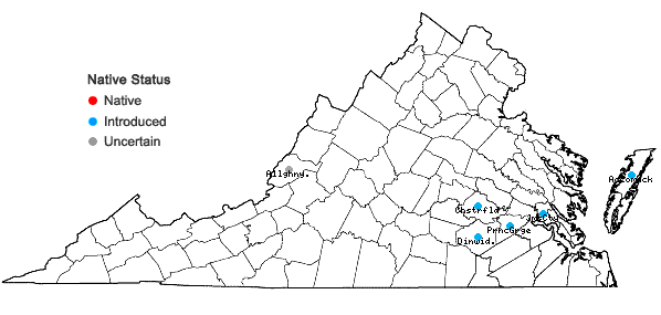 Locations ofParthenocissus vitacea (Knerr) A. Hitchcock in Virginia