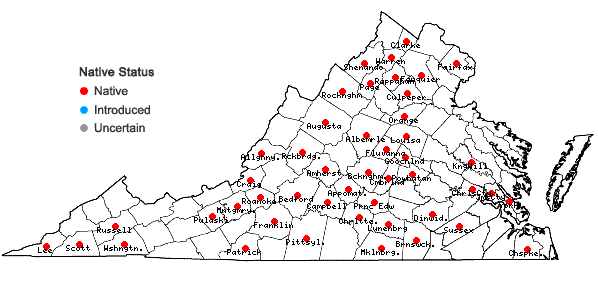 Locations ofPaspalum pubiflorum Rupr. ex Fourn. var. glabrum Vasey in Virginia