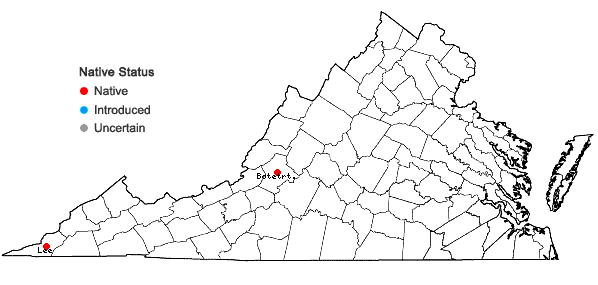 Locations ofPenstemon calycosus Small in Virginia