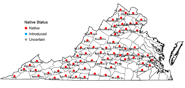 Locations ofPenstemon canescens (Britt.) Britt. in Virginia