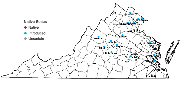 Locations ofPersicaria perfoliata (L.) H. Gross in Virginia