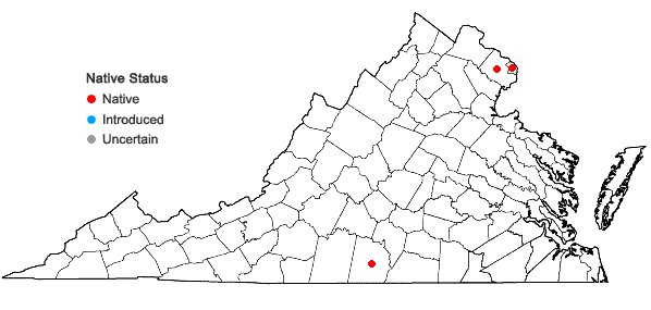 Locations ofPhacelia covillei S. Wats. ex A. Gray in Virginia