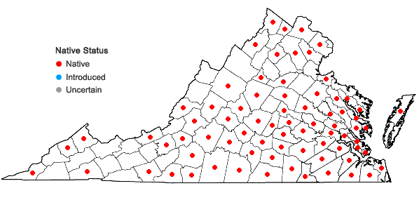 Locations ofPhoradendron leucarpum (Raf.) Reveal & M.C. Johnston ssp. leucarpum in Virginia