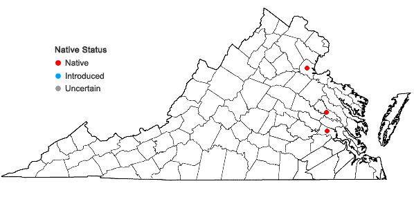 Locations ofPhragmites americanus (Saltonstall P.M. Peterson, & Soreng) A. Haines in Virginia