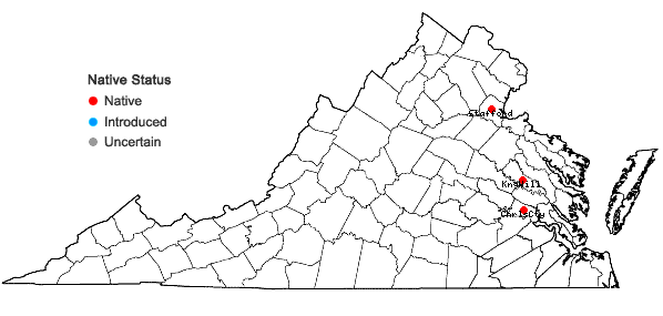 Locations ofPhragmites americanus (Saltonstall P.M. Peterson, & Soreng) A. Haines in Virginia