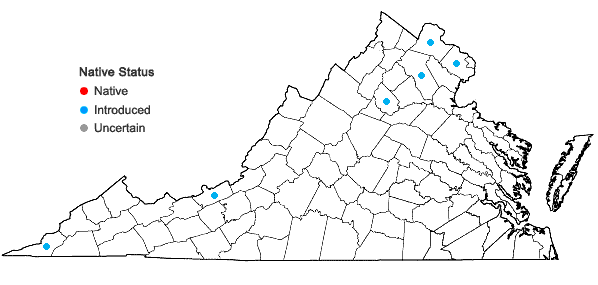 Locations ofPhysalis philadelphica Lamarck in Virginia