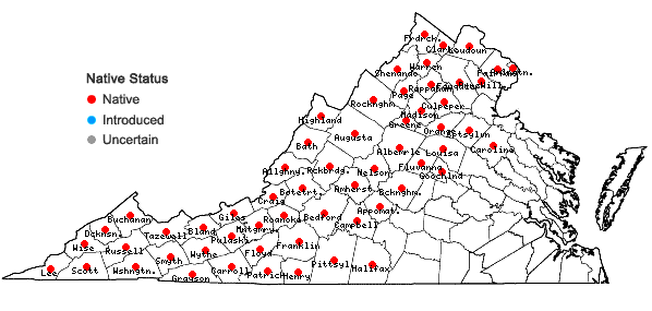 Locations ofPinus rigida Miller in Virginia