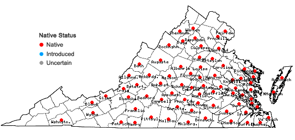 Locations ofPiptochaetium avenaceum (L.) Parodi in Virginia