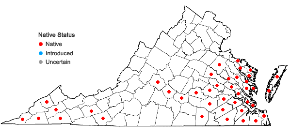 Locations ofPityopsis nervosa (Willd.) Dress;  in Virginia