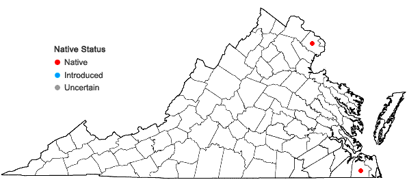 Locations ofPlagiomnium drummondii (Bruch & Schimp.) T.J. Kop. in Virginia