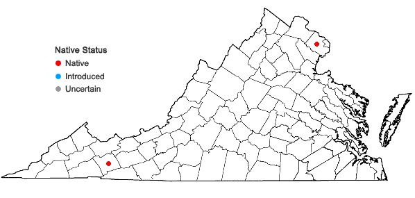 Locations ofPlantago cordata Lamarck in Virginia