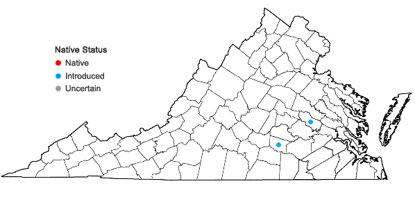Locations ofPlantago pusilla Nuttall in Virginia