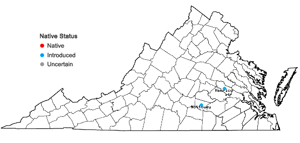 Locations ofPlantago pusilla Nuttall in Virginia