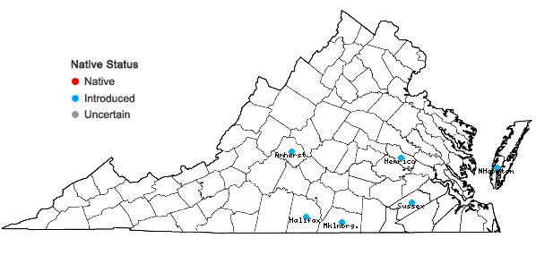 Locations ofPlantago wrightiana Dcne. in Virginia