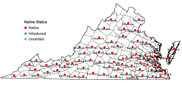 Locations ofPleopeltis polypodioides (L.) Andr. & Windham ssp. michauxiana (Weath.) Andr. & Windh. in Virginia