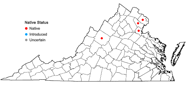 Locations ofPleuridium acuminatum Lindb. in Virginia