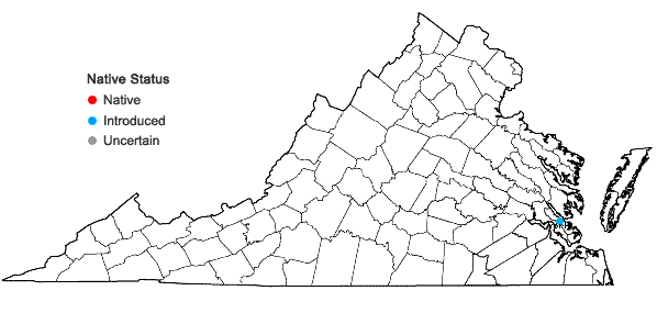 Locations ofPolanisia dodecandra (L.) A. DC. var. trachysperma (Torrey & A. Gray) Iltis in Virginia