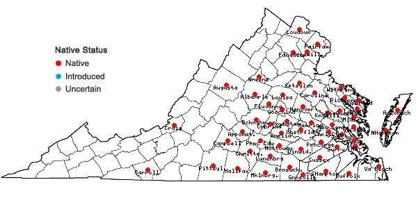 Locations ofPolygala incarnata L. in Virginia