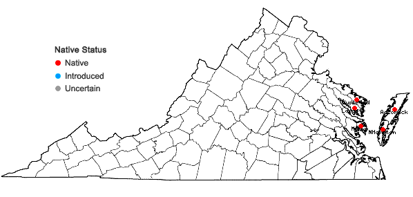 Locations ofPolygonum glaucum Nutt. in Virginia