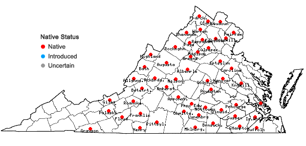 Locations ofPolygonum tenue Michx. in Virginia