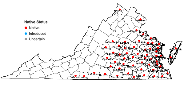 Locations ofPolypremum procumbens L. in Virginia