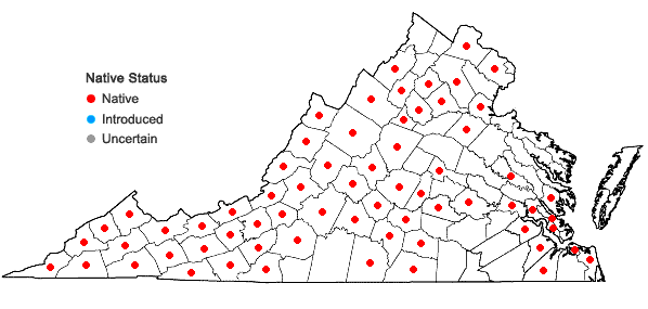 Locations ofPorella platyphylla (L.) Pfeiffer in Virginia