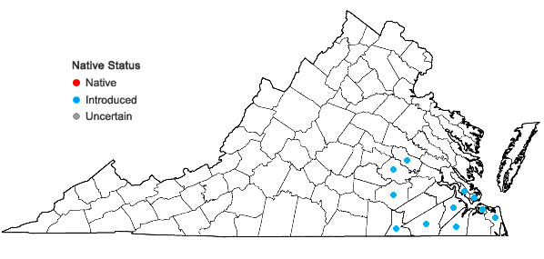 Locations ofPortulaca amilis Speg. in Virginia