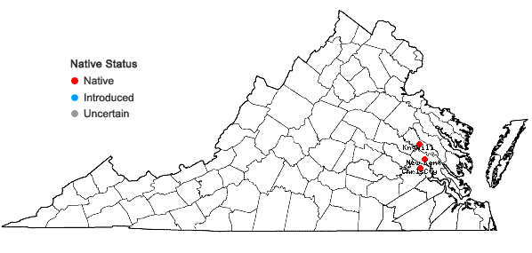 Locations ofPotamogeton spirillus Tuckerman in Virginia