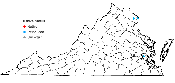 Locations ofPourthiaea villosa (Thunb.) Decaisne in Virginia