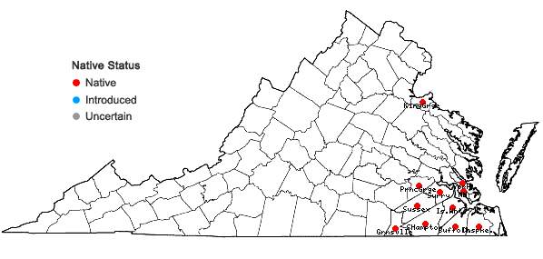 Locations ofProserpinaca pectinata Lam. in Virginia