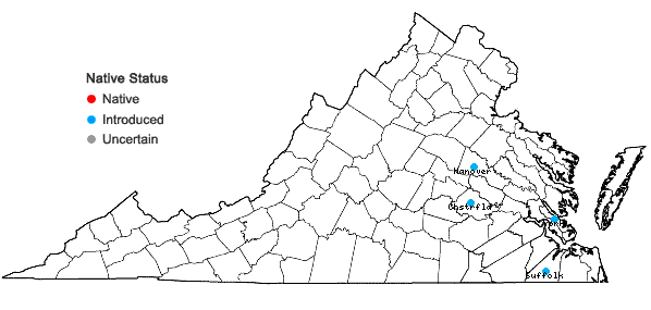 Locations ofPrunus caroliniana (P. Miller) Aiton in Virginia