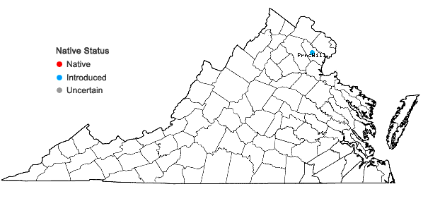 Locations ofPrunus cerasifera Ehrh. in Virginia