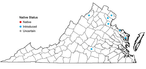 Locations ofPrunus munsoniana W. Wight & Hedrick in Virginia