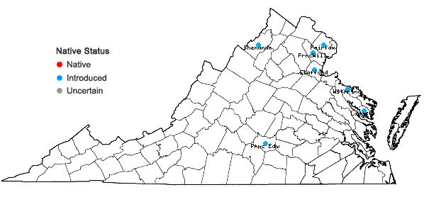 Locations ofPrunus munsoniana W. Wight & Hedrick in Virginia