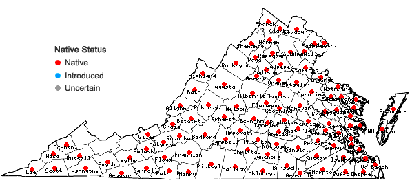 Locations ofPseudognaphalium obtusifolium (L.) Hilliard & Burtt in Virginia