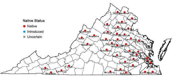 Locations ofPycnanthemum muticum (Michx.) Pers. in Virginia