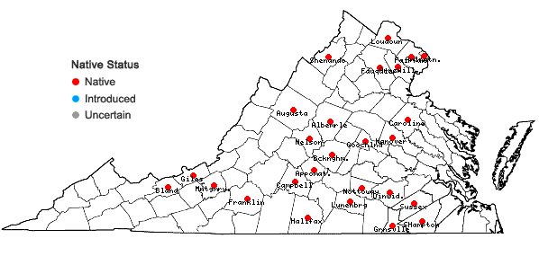 Locations ofPycnanthemum torreyi Benth. in Virginia