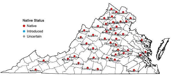 Locations ofQuercus imbricaria Michaux in Virginia