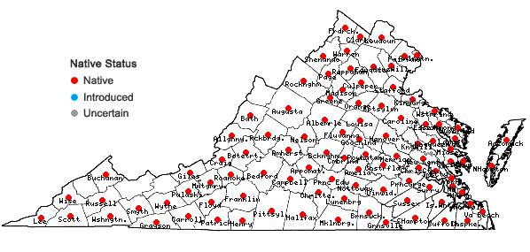 Locations ofQuercus stellata Wangenheim in Virginia