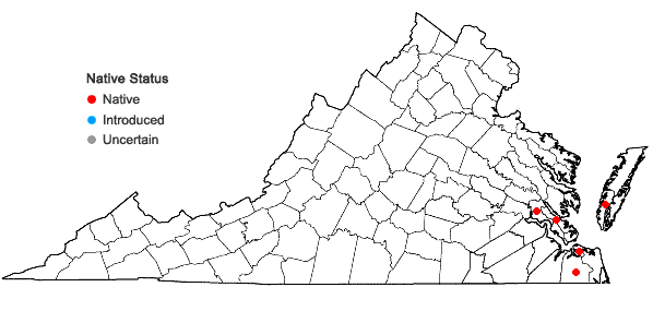 Locations ofRectolejeunea maxonii A. Evans in Virginia