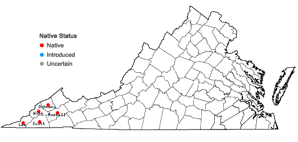Locations ofRhododendron cumberlandense E.L. Braun in Virginia