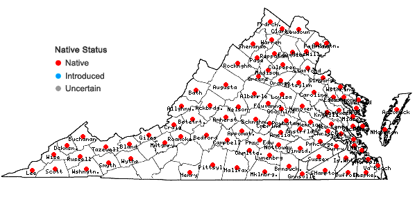 Locations ofRhus copallinum L. var. latifolia Engler in Virginia