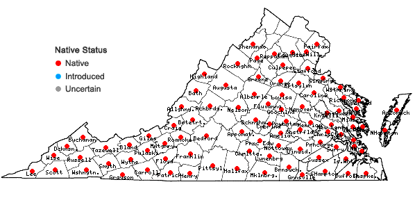 Locations ofRhynchospora capitellata (Michaux) Vahl in Virginia