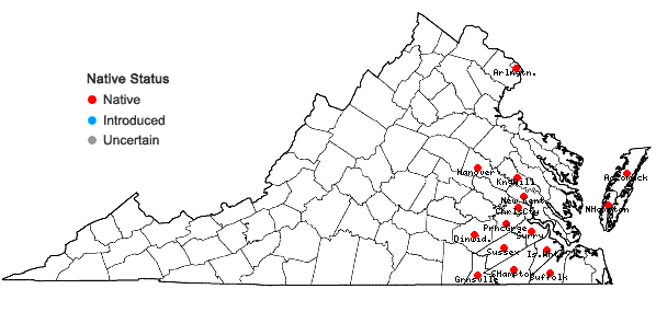 Locations ofRhynchospora cephalantha A. Gray in Virginia