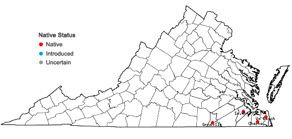 Locations ofRhynchospora fascicularis (Michaux) Vahl in Virginia