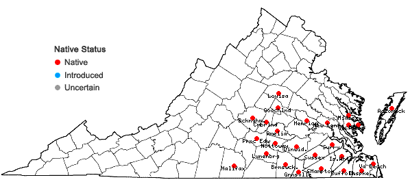 Locations ofRhynchospora globularis (Chapman) Small in Virginia